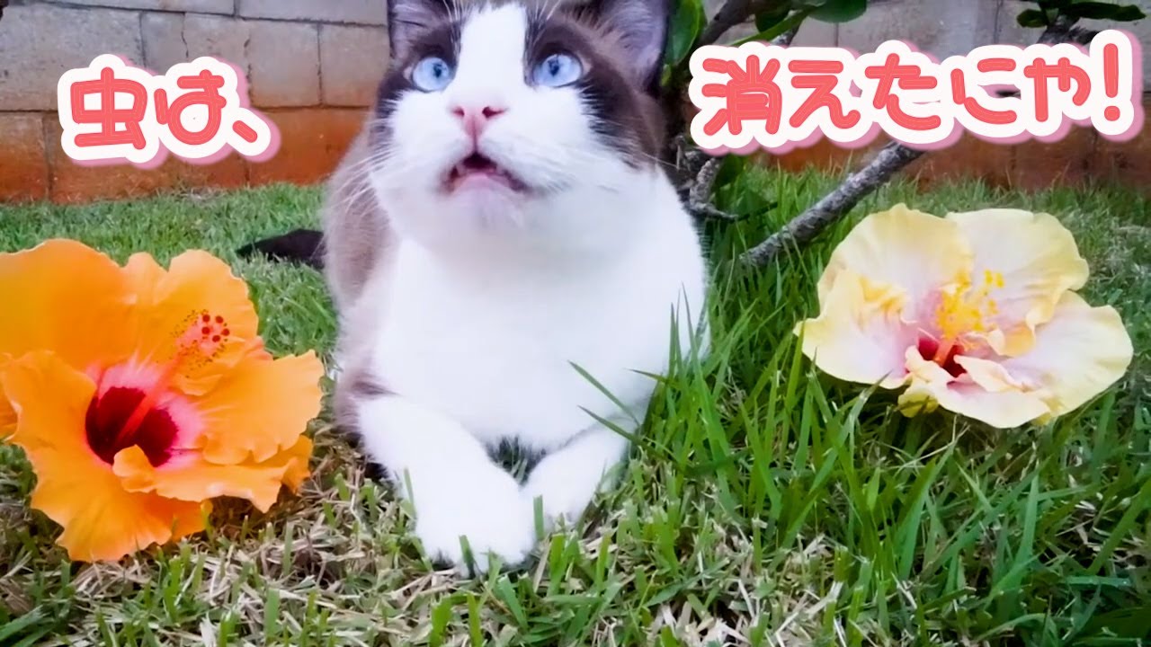 虫を見つけたけど捕まえられず悶絶してしまうハワイアンキャッツがいます Hawaiian cats and bugs