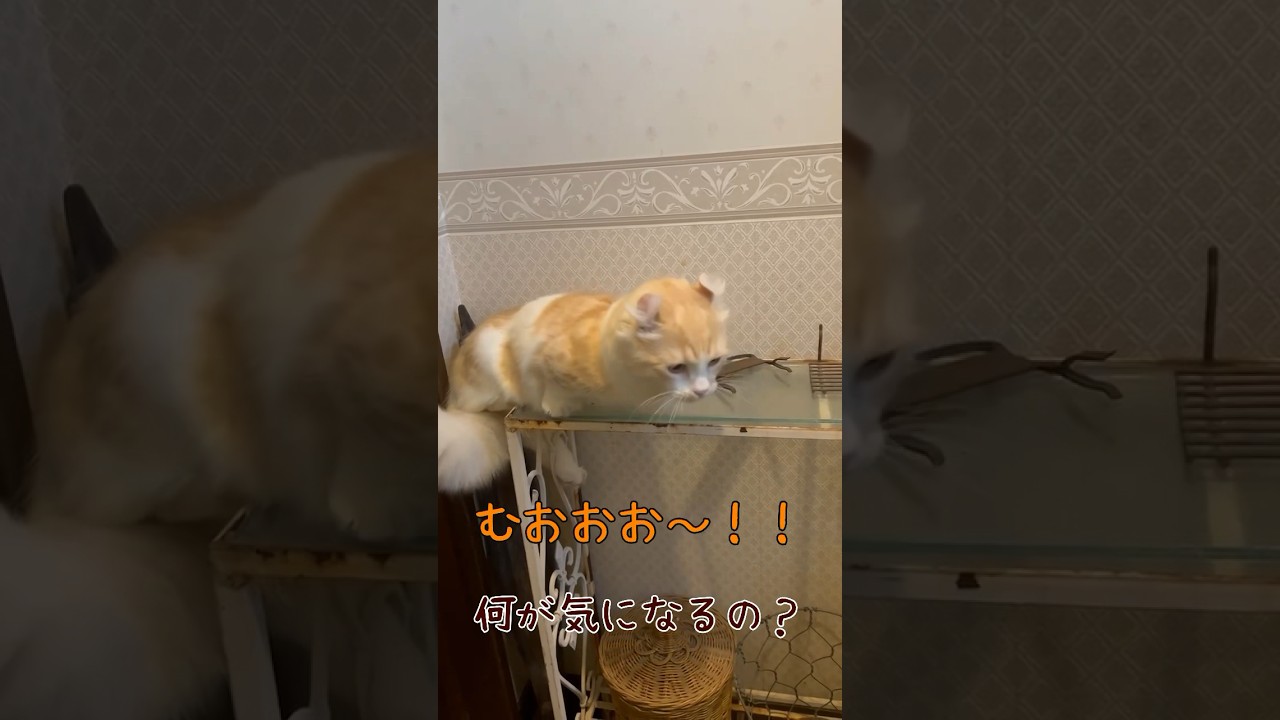 【キンカロー】何が気になるの？【マンチカール】