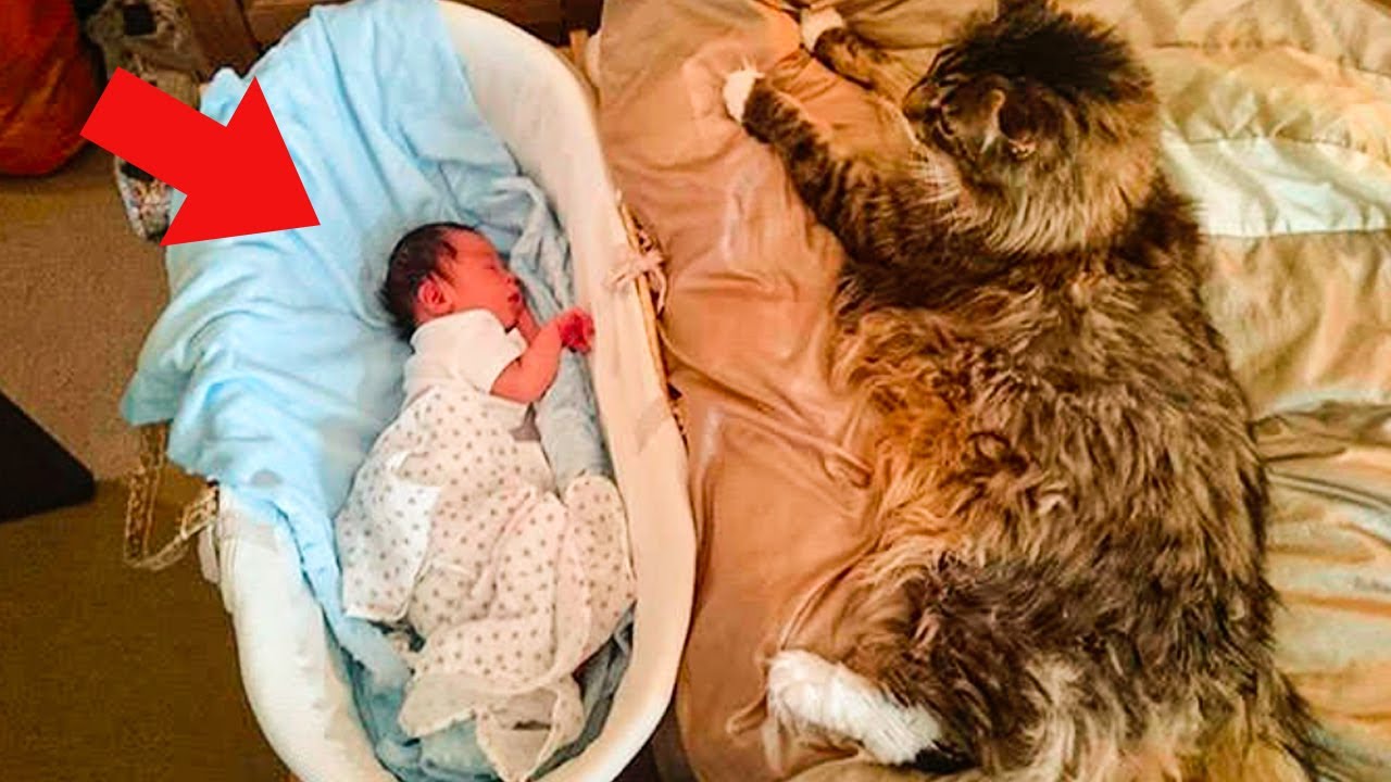 When His Owners Welcomed a New Baby, How This Maine Coon Cat Reacted Will Amaze You!