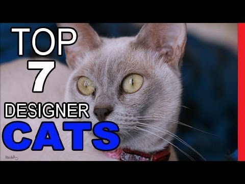 Top 7 Designer Cat Breeds
