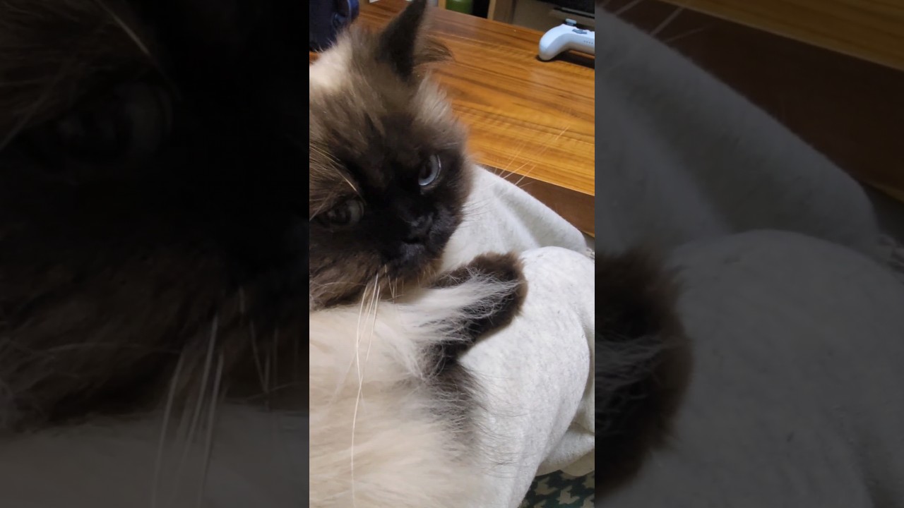 おや、ひげの様子が… #cat #ヒマラヤン #癒し #猫