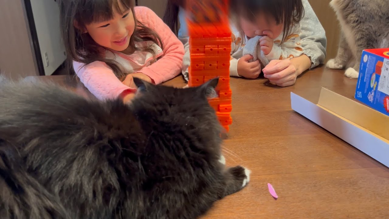 ジェンガを邪魔する猫　ラガマフィン　　Cat interfering with Jenga
