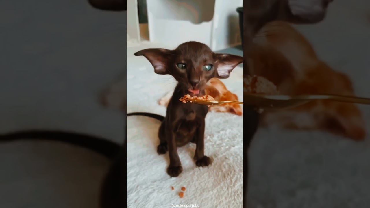 The Foodie Feline: Hilarious Brown Cat Devours Delicious Treats! 😻🍽️ #shorts #cat #funnycatmoments