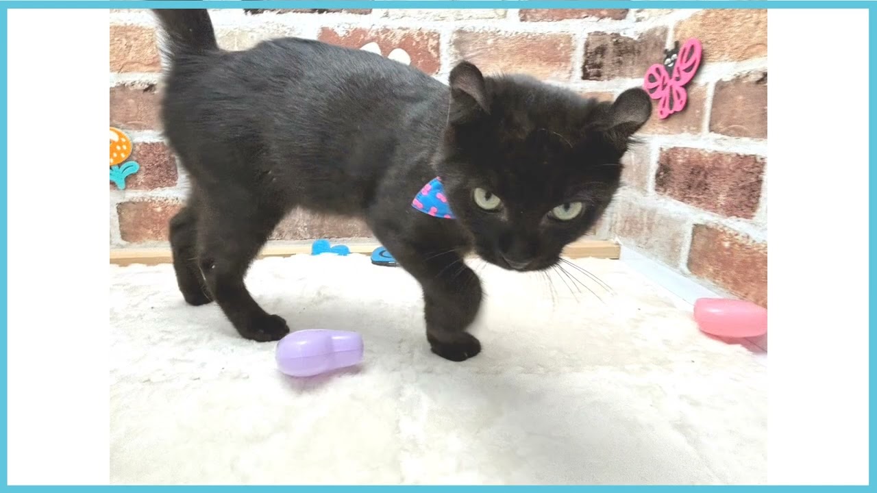 ペットショップCOO&RIKU  No 00671473  アメリカンカール