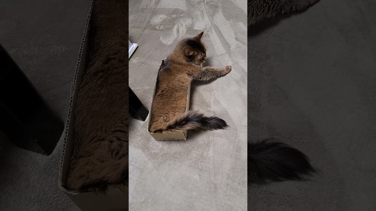 小さな段ボール箱にスッポリ #cat #ソマリ #段ボール箱