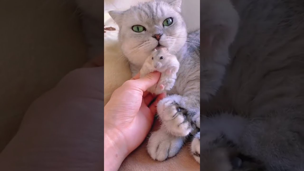 Tom and jerry cat love rat 😍😍 #kitty #puppy #wildlife #funny #shorts