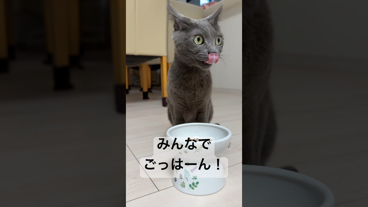 猫5匹で朝ごはんタイム！ #shorts