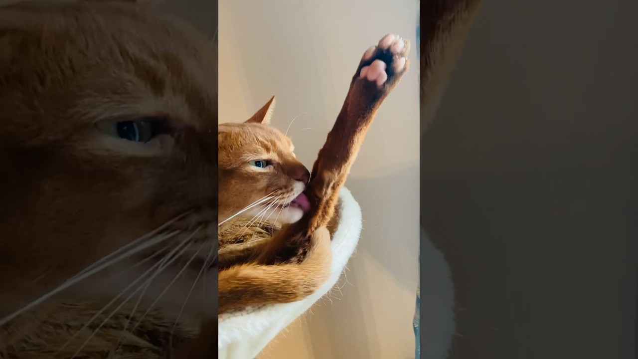 ここちゃんのお昼下がりのお手入れᕷ*.°#猫＃こころ#アビシニアン#レッド#お手入れ#cat#abyssinian#red#care