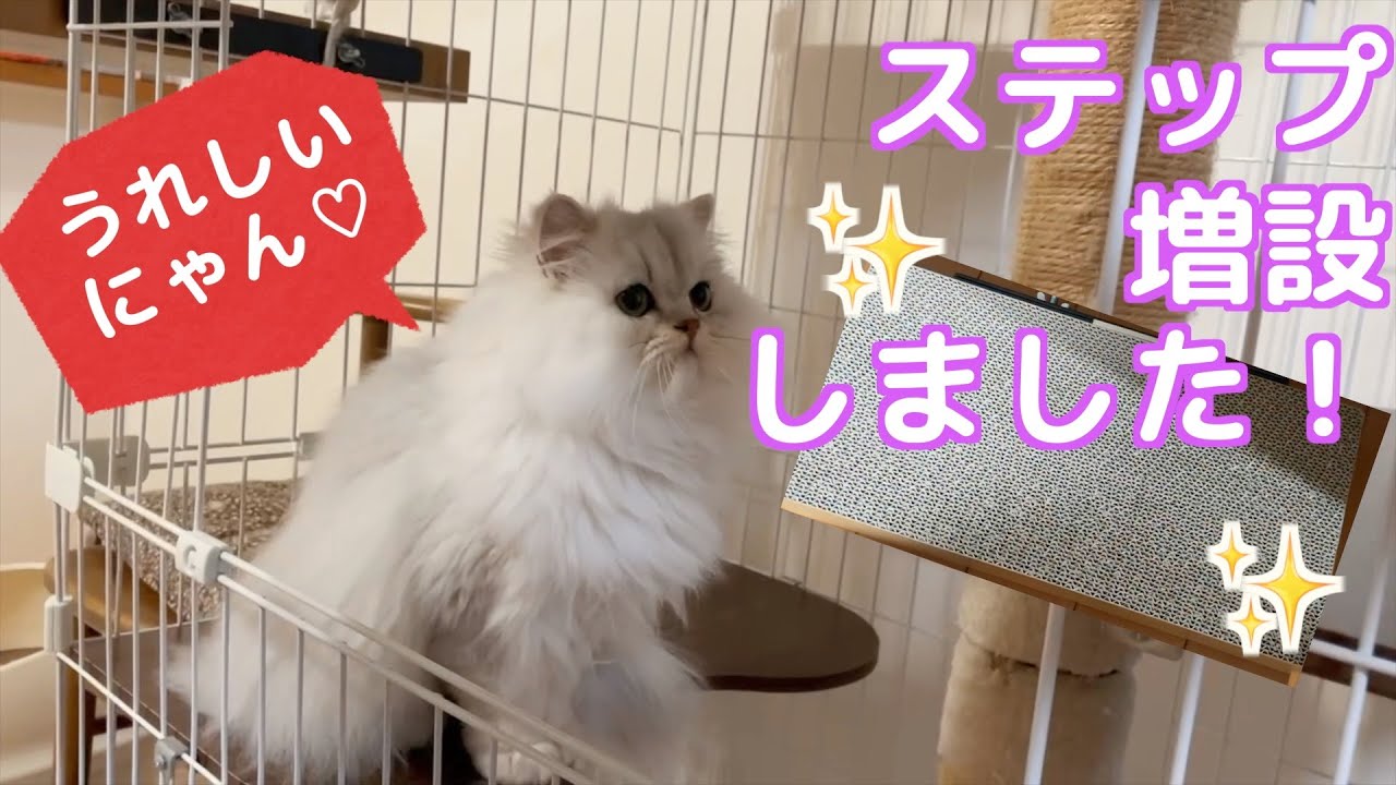 【猫】ペルシャ猫のひめちゃんステップ増設で大喜び！