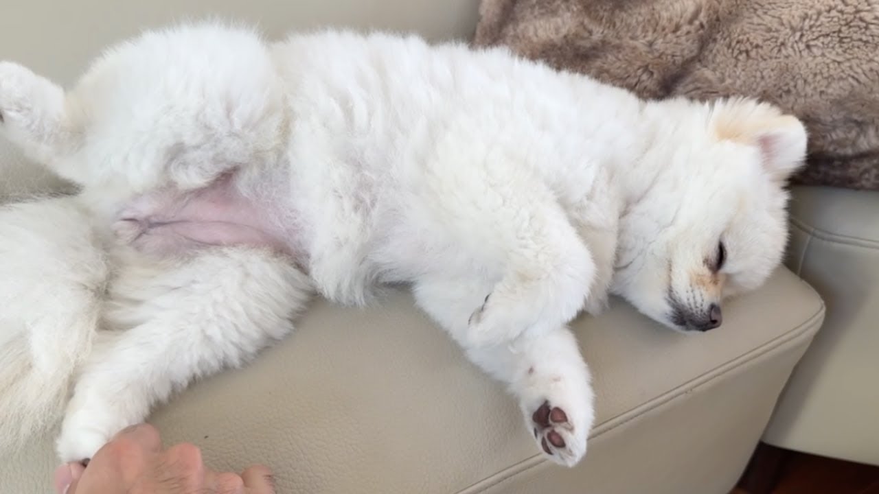 お疲れポメラニアンにマッサージをしていきます