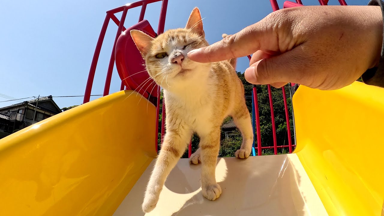 無邪気な茶シロ猫とわんぱくなシャム猫が滑り台で楽しそうに遊ぶ