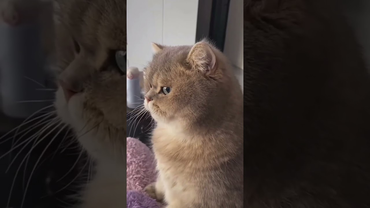 when you need attention ♥️❤️ #funny #puppy #kitty #wildlife #catlover