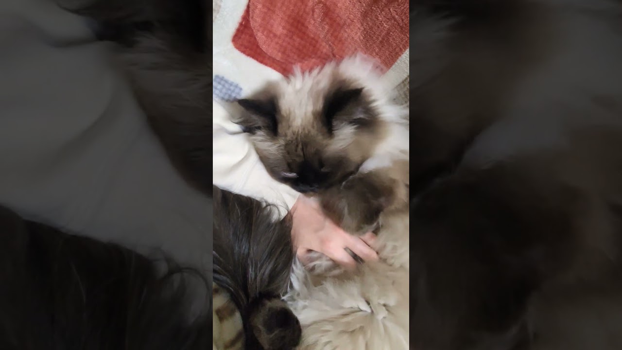 もっと撫でなさい #cat #ヒマラヤン #ねこ