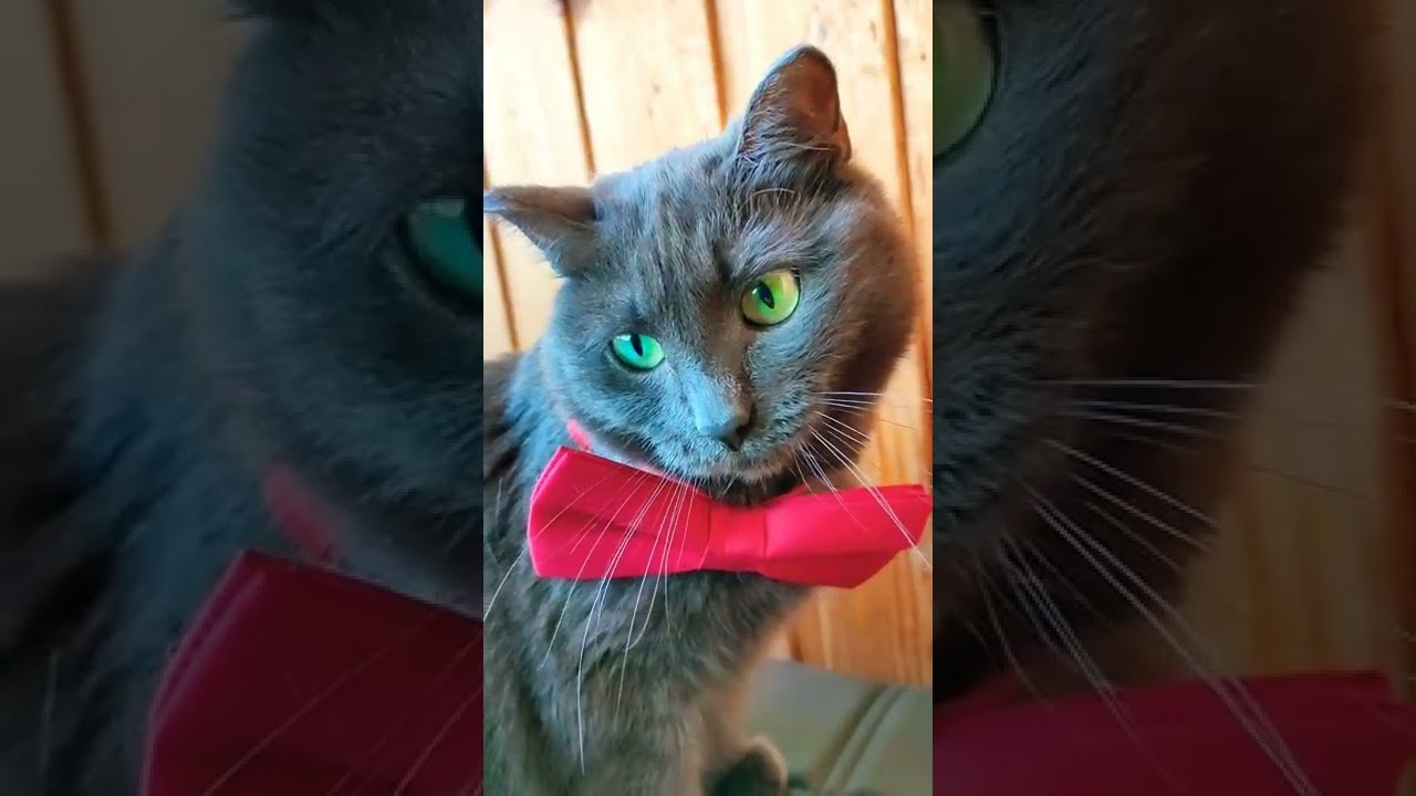 КОШКА КОРАТ ПОЗИРУЕТ/KORAT CAT/CHATS