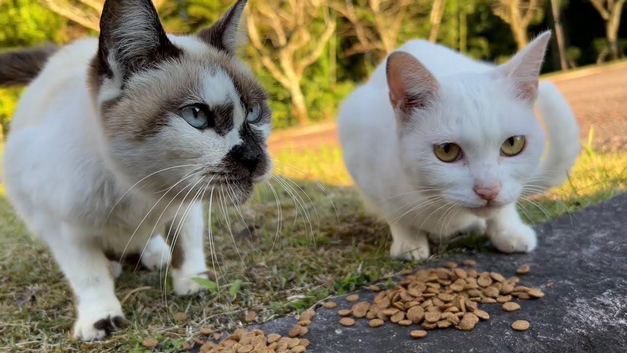 幸子ともん吉を保護した公園で猫達が消えた理由が判明しました…