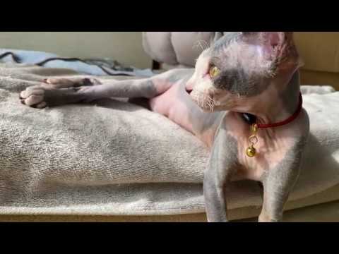 【第26話】スフィンクス無毛猫のお腹×しわ チラ見せ動画流出w💖 Sphynxcat  Stomach💖
