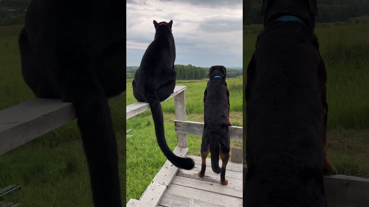 It's been a year since we moved into this house! Thank you for being with us❤