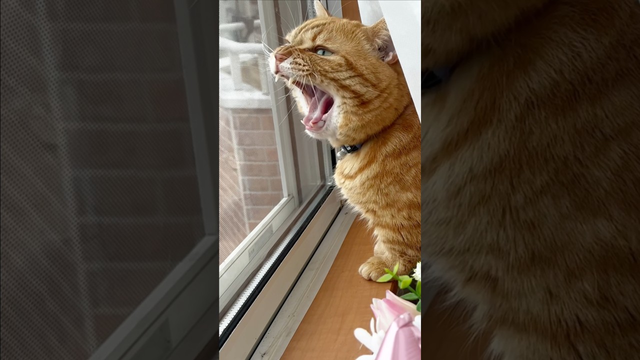 クラッキングしながらあくびする猫 #猫  #マンチカン #shorts