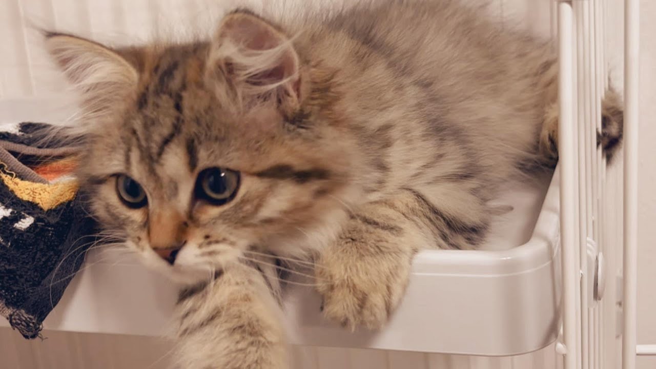 うちの子猫が使ってるキャットケージ　にゃん箱1号を紹介するよ！【episode20】【サイベリアン】