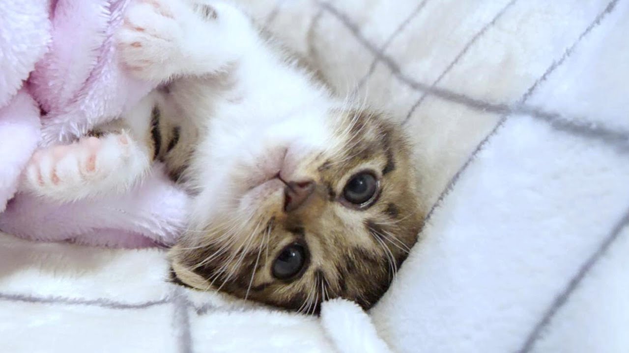 ピヨピヨ鳴く子猫がかわうそみたいになってしまいました【赤ちゃん猫　保護猫】
