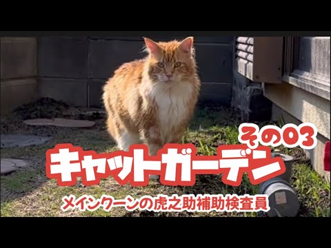 No.0668【キャットガーデン】(その03 )メインクーンの虎之助補佐検査員
