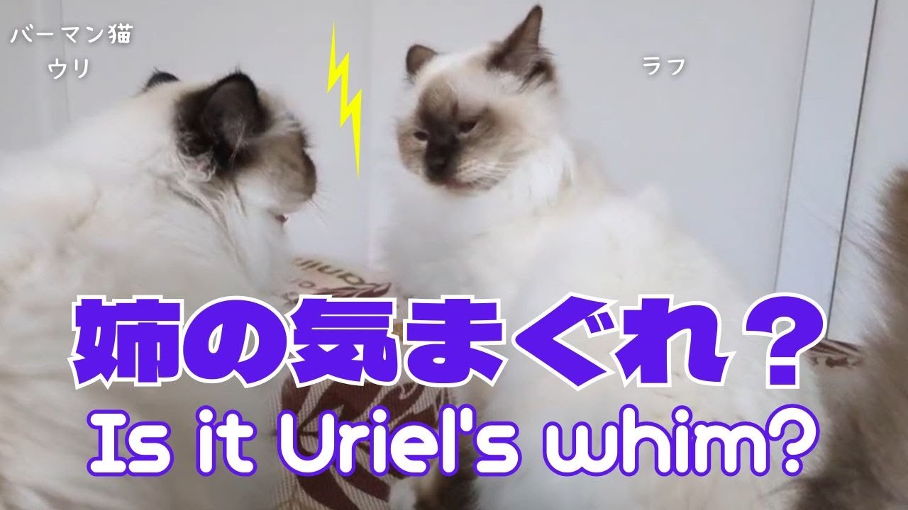バーマン猫ウリとラフ【姉の気まぐれ？】Is it Uriel's whim?（バーマン猫）Birman/Cat