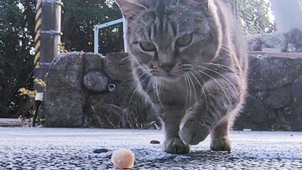 ちび丸ゴチ　寿三郎警護　 おばちゃんが褒美くれた