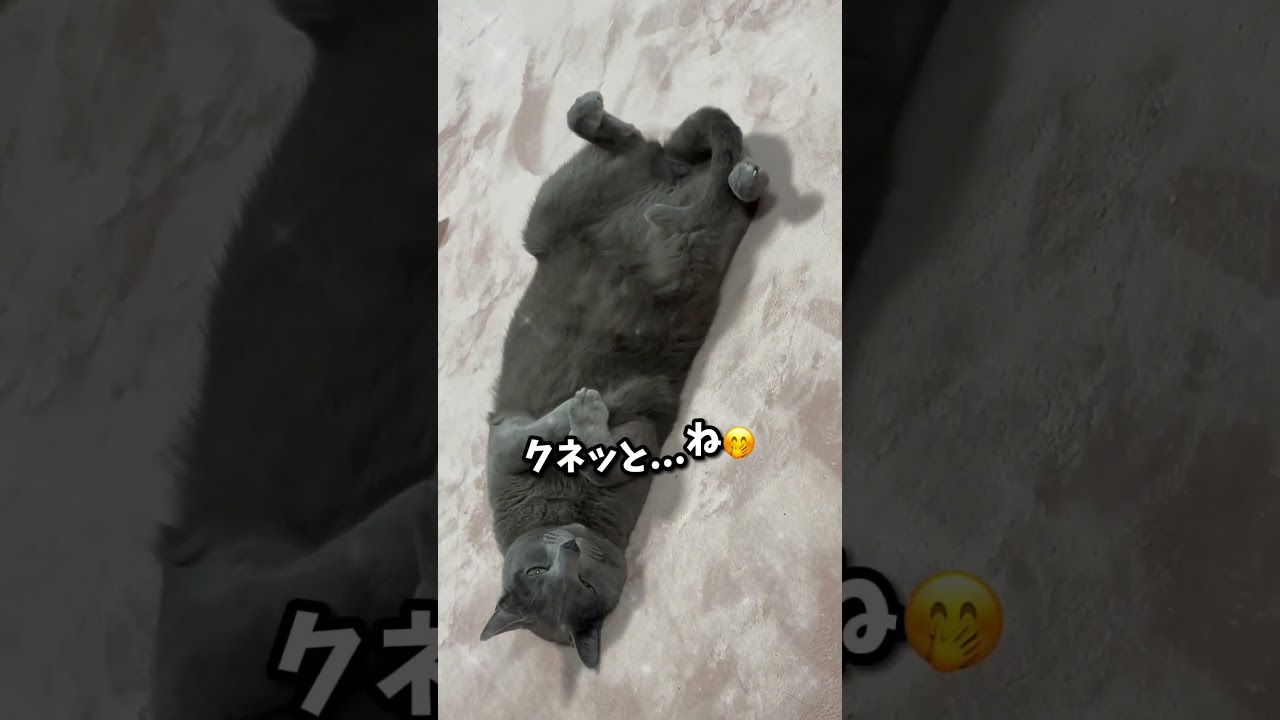 【ロシアンブルー】夕方の転がりめろん🤭【猫】#shorts