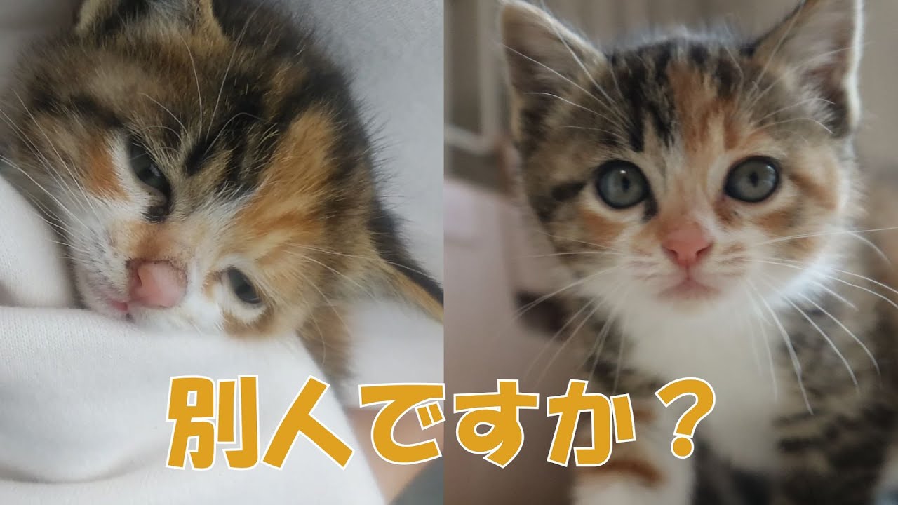 排水管で溺れていた子猫がウチのコになって２週間経ちました
