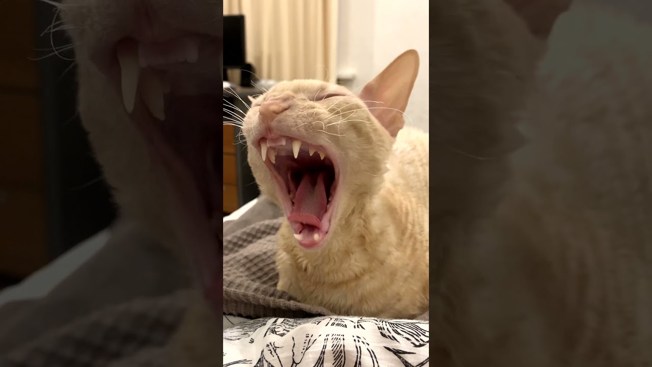 Cute cat getting ready for bed and yawning sweetly