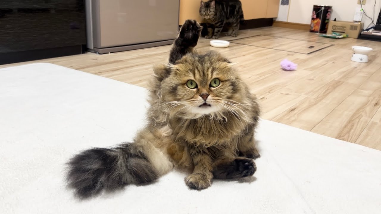 猫の目の前でボイストレーニングしたら反応がすごかったw