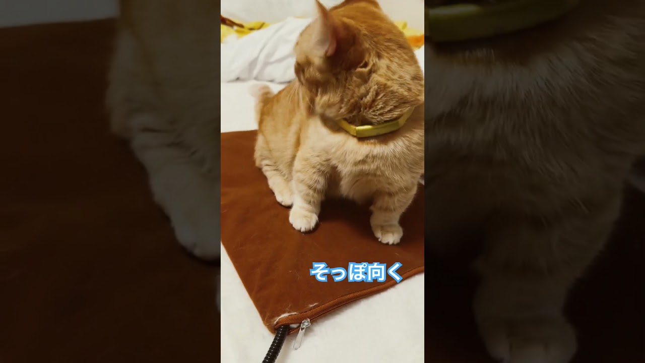 穏やかな月曜日　#ねこ #ねこ #ねこ動画 #ラガマフィン #マンチカン短足 #shorts