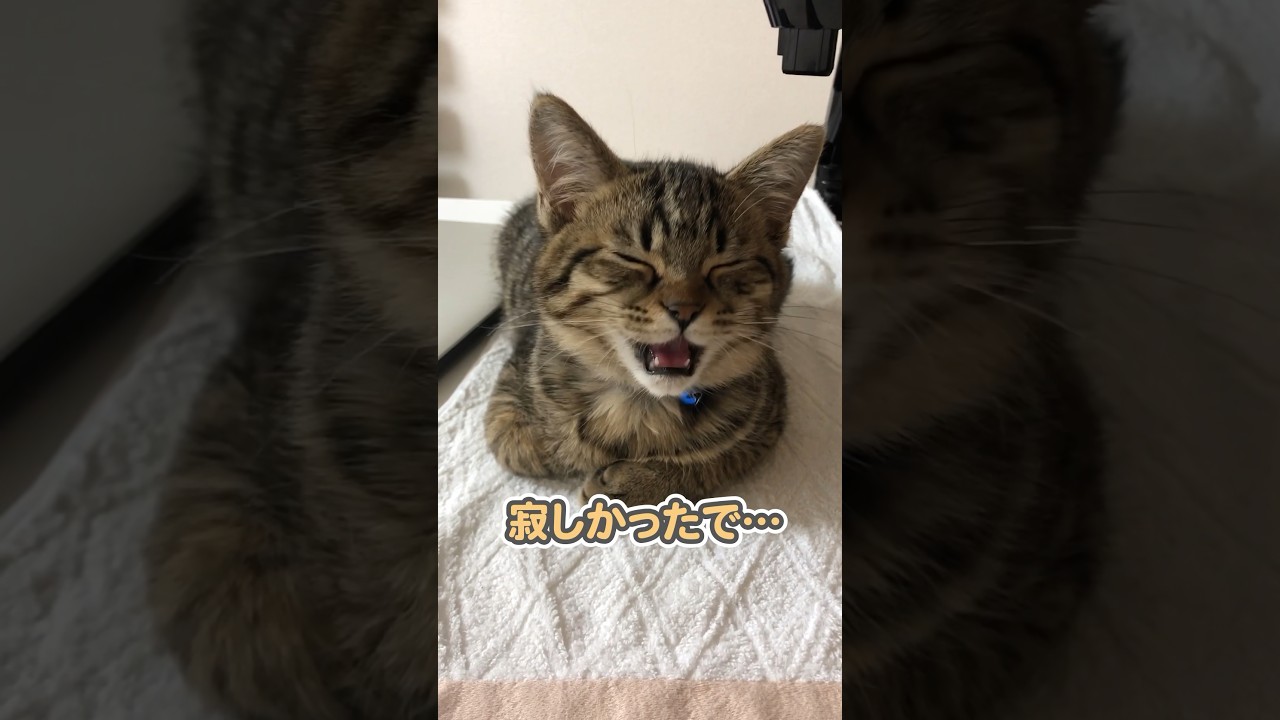 子猫の時も今も、上手にしゃべる、さもじさん