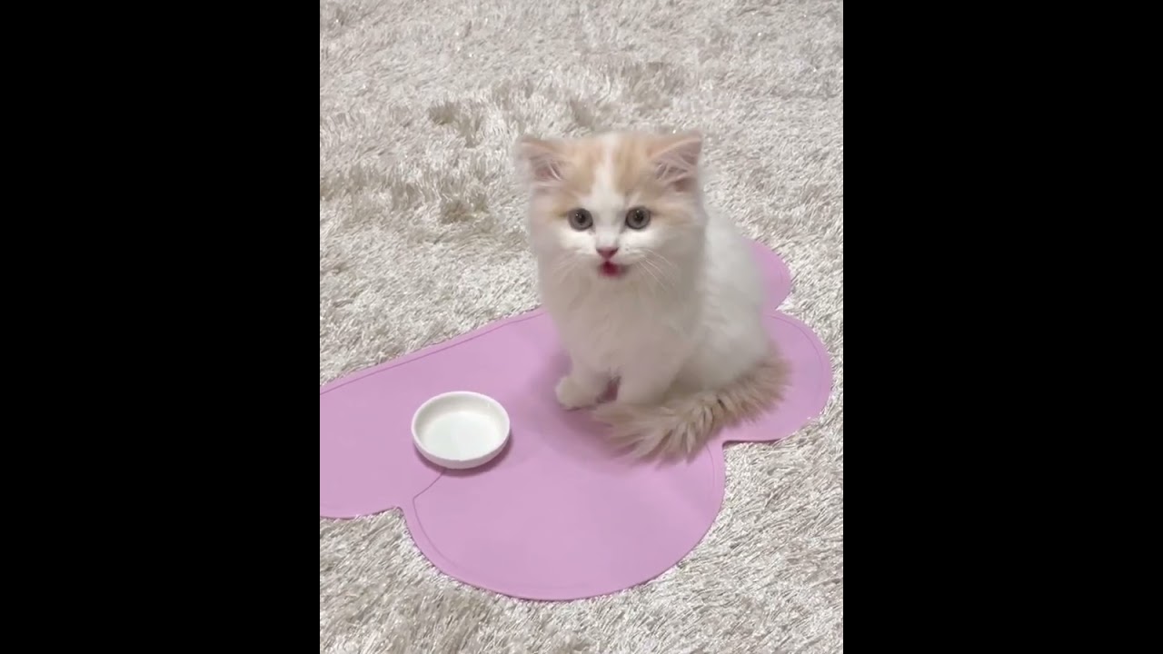 am i cute 🥰🥰 #funny #puppy #kitty #wildlife #catlover