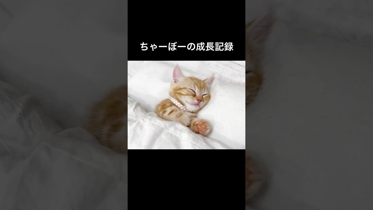 甘えん坊猫ちゃーぼー2年間の成長記録 #子猫 #マンチカン #shorts