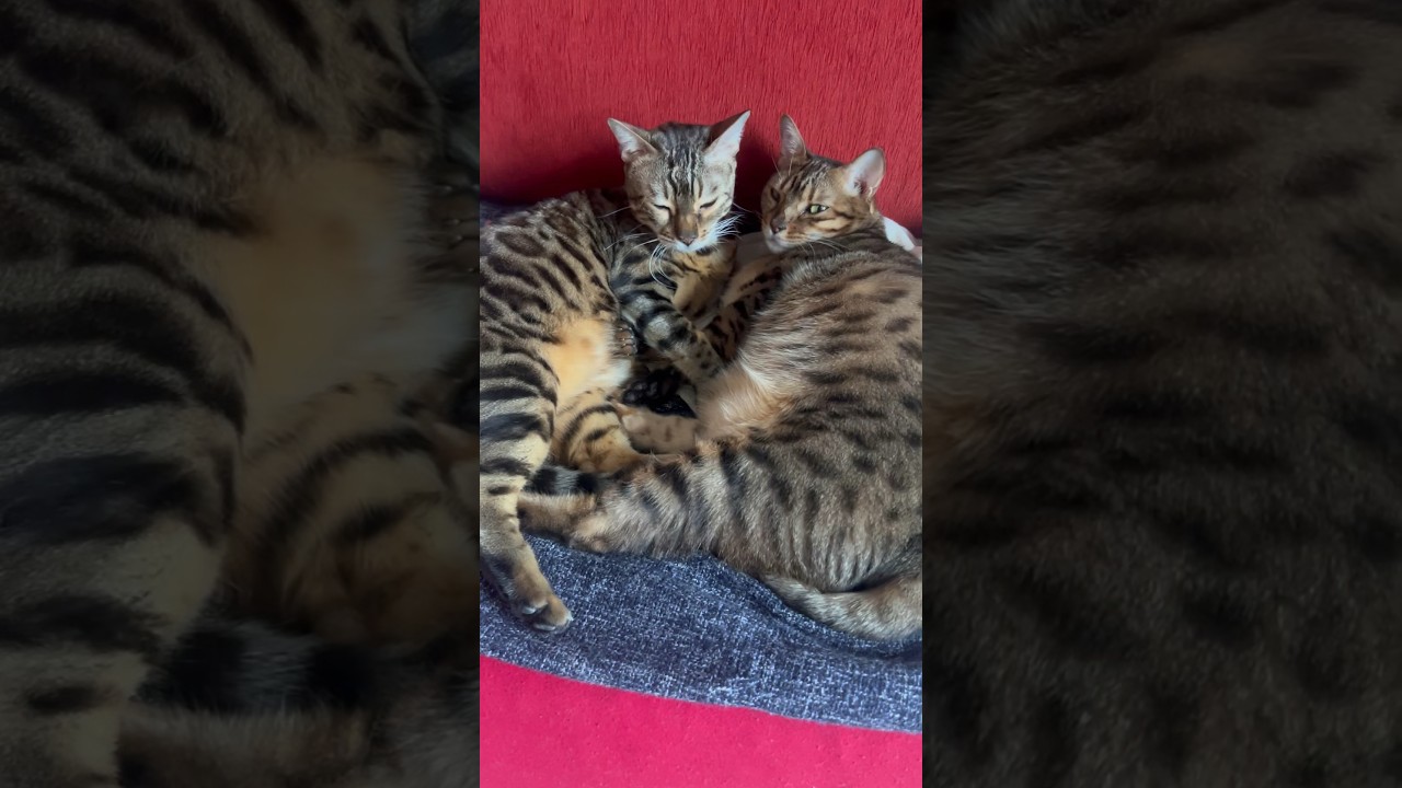 幸せそうに寄り添う猫たち【ベンガル猫】