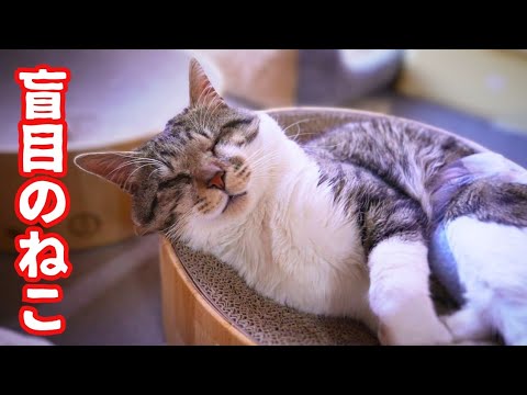 眠すぎちゃった目の不自由なねこと降臨したしろ猫神さま