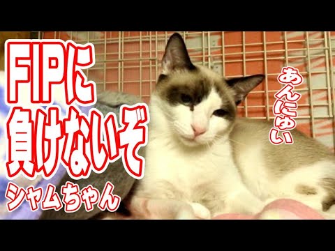 シャムちゃん84日間頑張ったよ【保護猫ハウス日記】FIPに負けないぞ