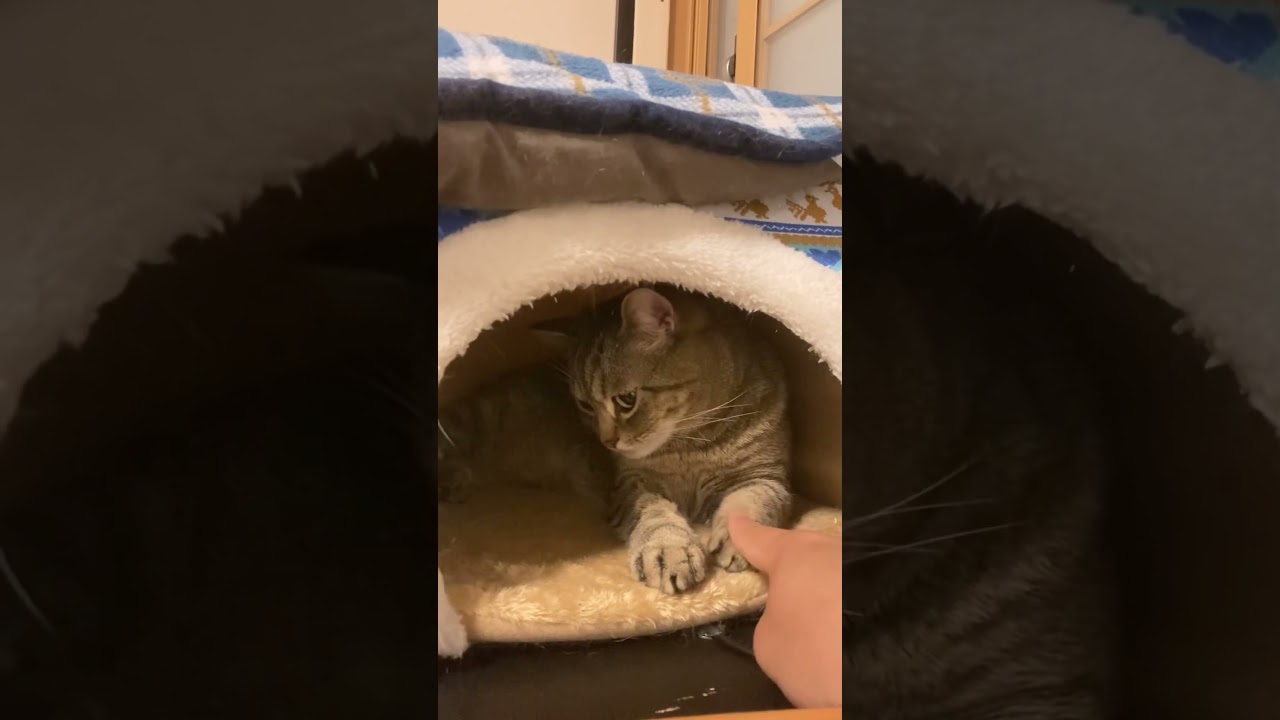 綺麗にしたお手手を触ったらまさかのリアクションされました。 #ねこ #猫動画 #猫