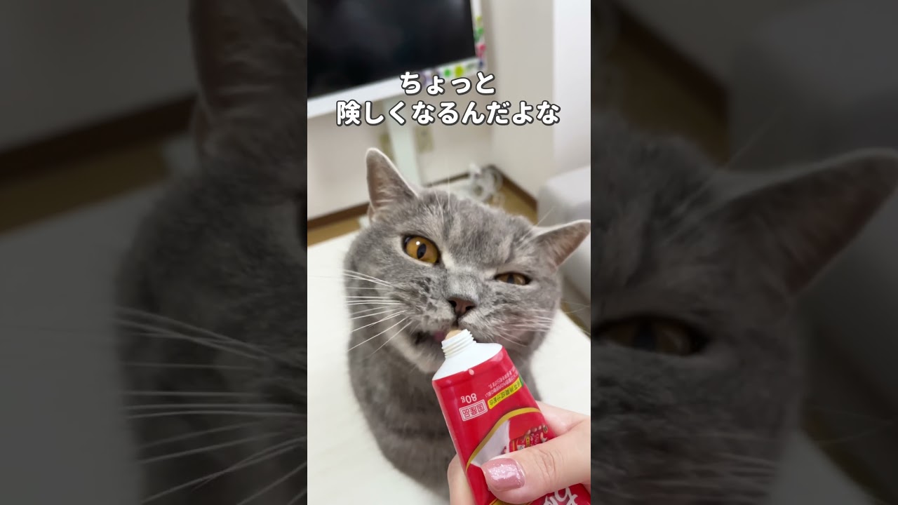 #猫 #ねこ #ブリティッシュショートヘア #スコティッシュフォールド #可愛い猫 #猫動画