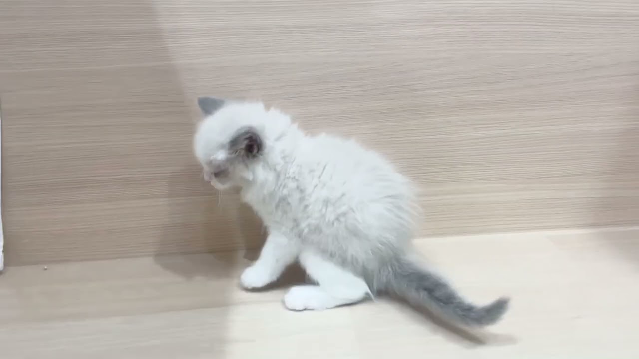 🌷ブルーの瞳が綺麗🌷童顔ベビーフェイスでとても可愛いラグドールの女の子🌷【パピードリーム】