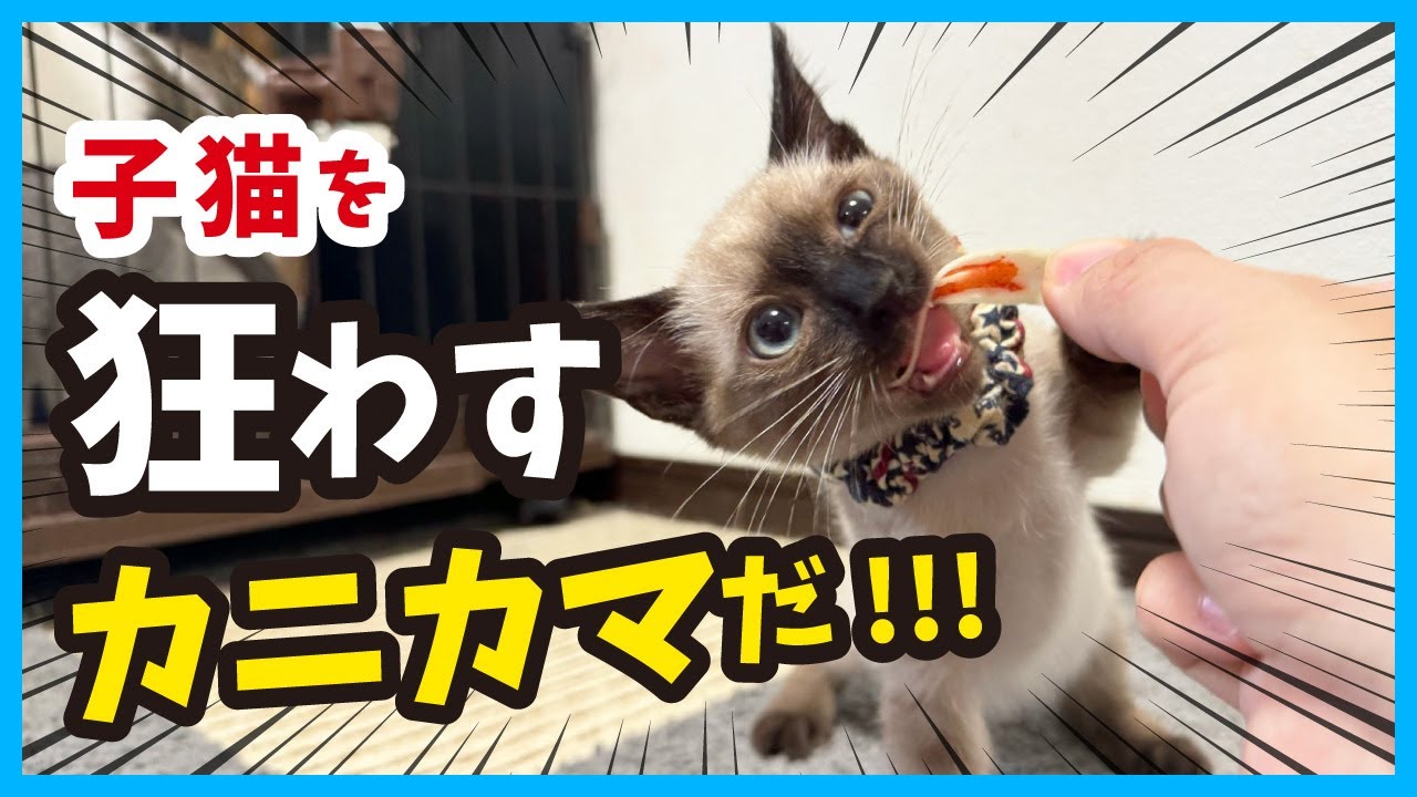 【子猫が発狂】ガルルル！唸る、踊る、走る‥初めてのオヤツに大興奮の子猫が可愛い。（冬61）