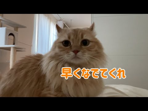 日曜の朝に短足マンチカンが起こしに来ました。