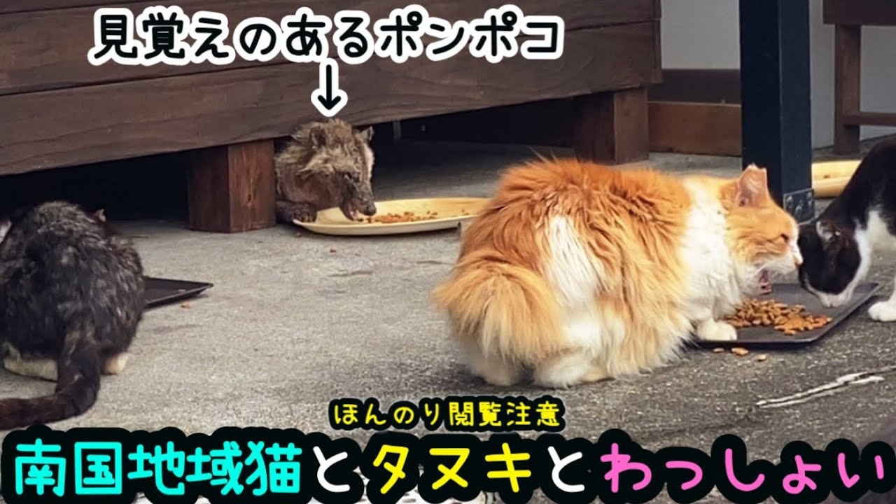 【地域猫】【ほんのり閲覧注意】ごはんにシレッと混ざるタヌキや、毛まみれのわっしょいさん、突如現れるばあちゃんなどの日常。