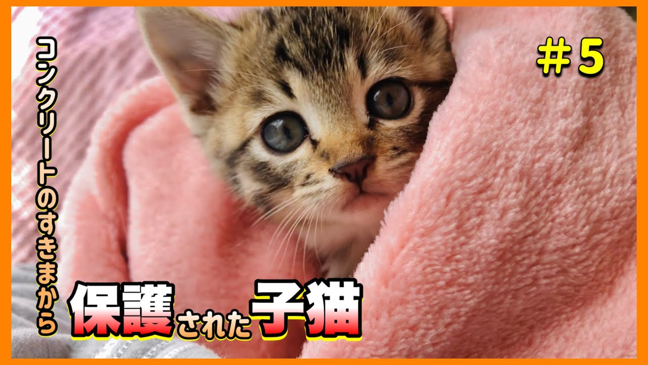 【保護子猫】救出後爆速で人間界に馴染んでいくとにかく可愛い子猫さん【子猫保護5日目】【#きじとら兄弟成長記録】さくらさんちゃんねる