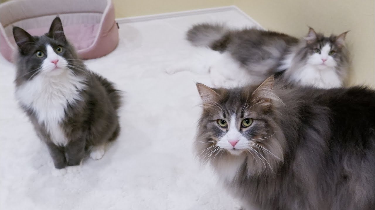 【癒し♡】元気な弟組の可愛いのんびり日常✨ターキッシュアンゴラとノルウェージャンフォレストキャット