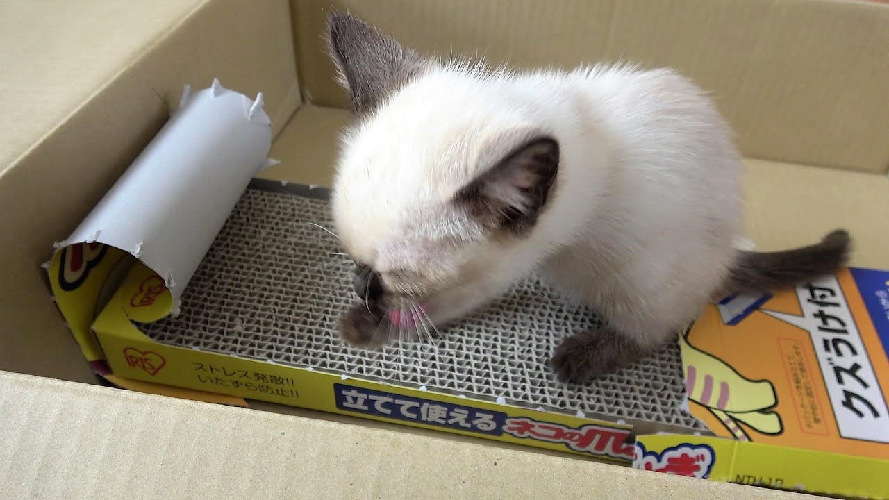 爪とぎにかかる前のお手入れが長すぎるシャム子猫🤭