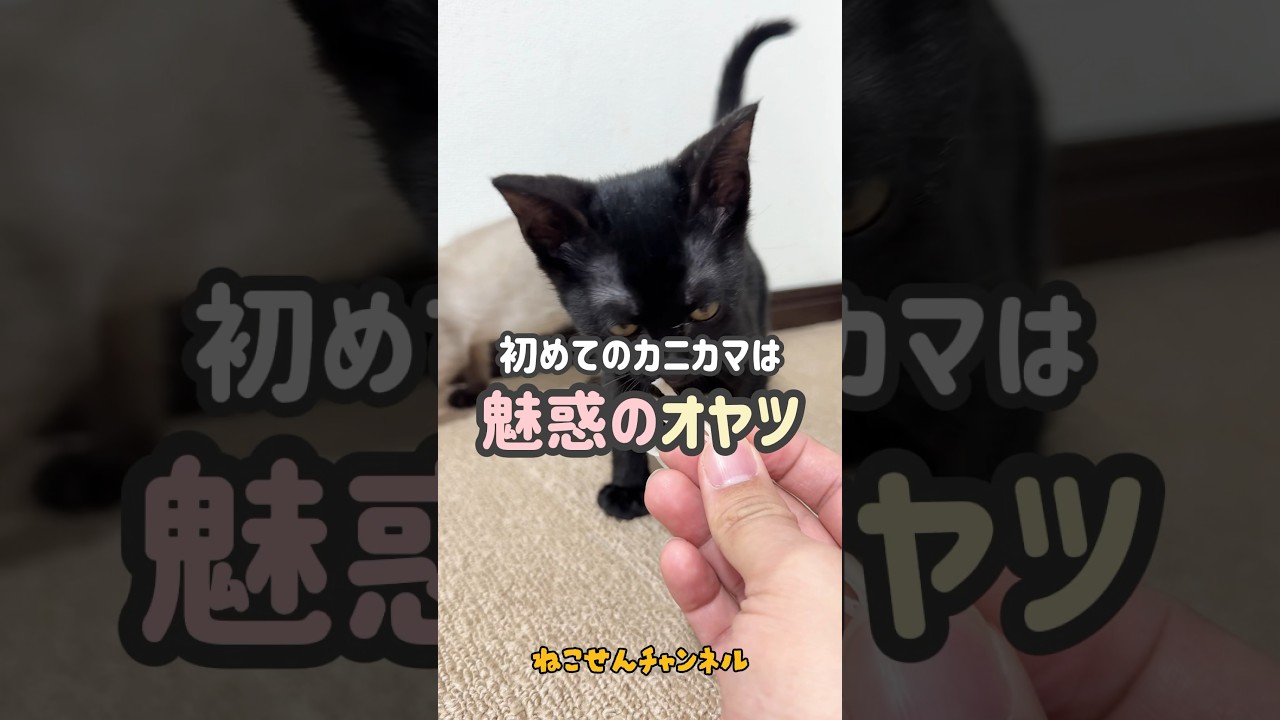 【子猫が発狂】その原因は魅惑のオヤツ♪ガルルル可愛い様子に大注目🦀🔥サンちゃん😋💕（真冬に保護した子猫） | ねこせん