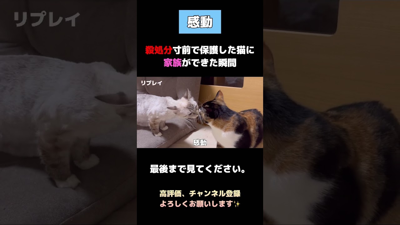 【感動】殺処分寸前で保護した猫に家族ができた瞬間#shorts #保護猫 #猫