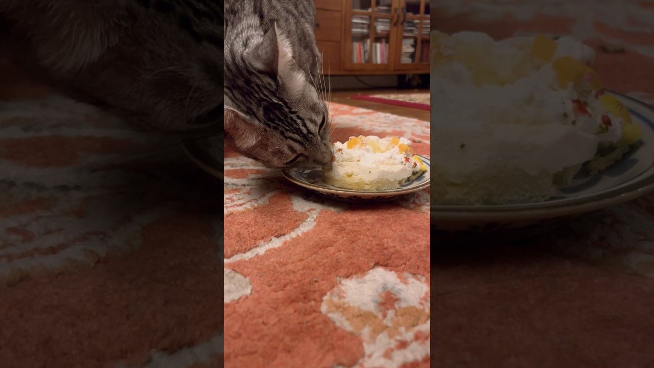 ユキオさん、シンタローくんの誕生日ケーキ盗み食い🎂😹2人のだからね#cat #オシキャット#ベンガル #癒し動画